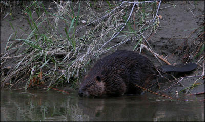Beaver at Dusk