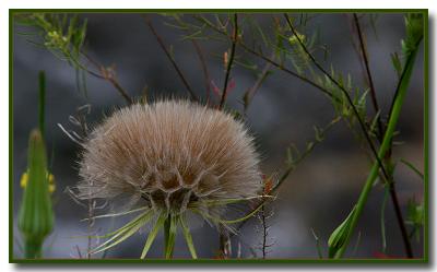 Flora