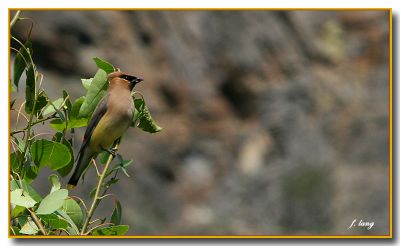 Cedar Waxwing