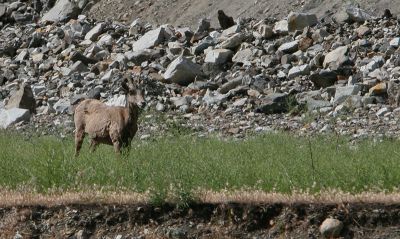 California Big Horn Sheep