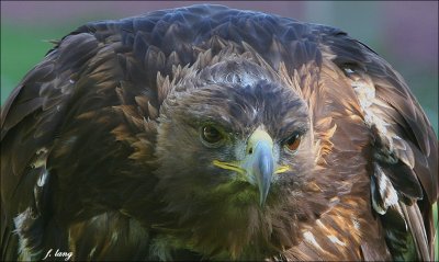 Golden Eagle