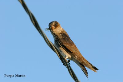 Purple Martin