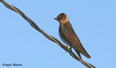 Purple Martin