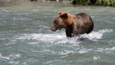 Cub fishing