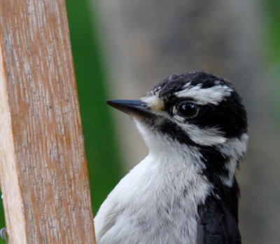 Downy Woodpecker