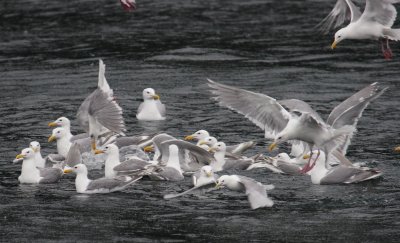 Gull Foraging