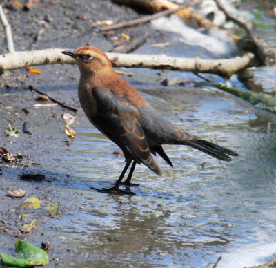 Rusty Blackbird