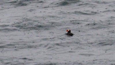 Tufted Puffin