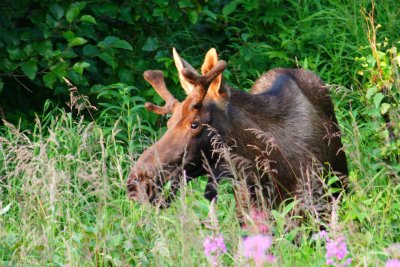 Evening Youngster
