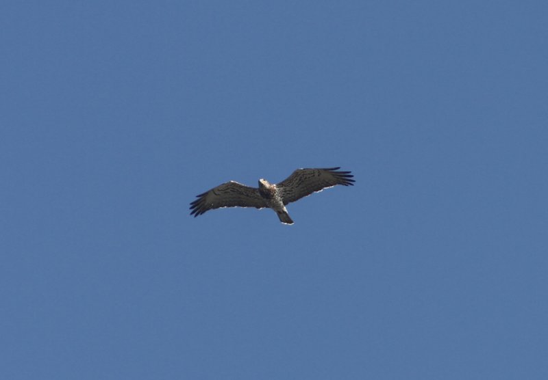 Short-toed Eagle Cicaetus gallicus 2cy Skanrs Ljung Sweden 20111001.jpg