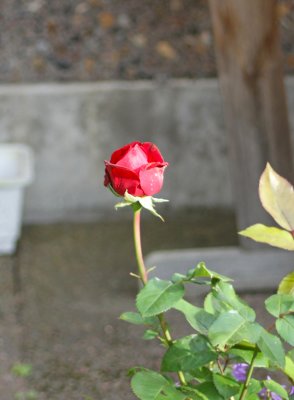 g4/83/664783/3/136487502.vRPKBiHJ.jpg