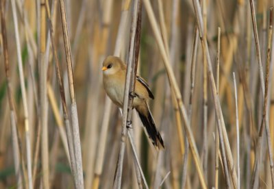 Bearded Reedling Panurus biarmicus 1cy male Bottorp Kalmar 20110624a.jpg