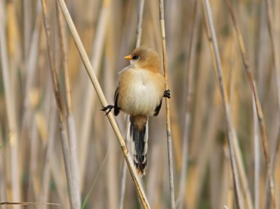 Bearded Reedling Panurus biarmicus 1cy male Bottorp Kalmar 20110624b.jpg