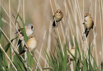 Bearded Reedling Panurus biarmicus family group Bottorp Kalmar 20110624g.jpg