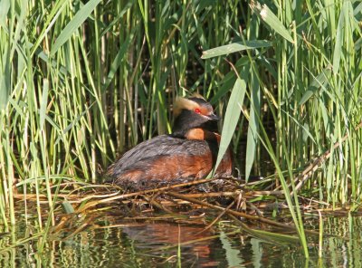 Horned Grebe Podiceps auritus Kalmar 20110624.jpg