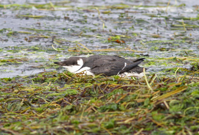 Common Murre, Uria aalge Lomma 20110908 1000.jpg