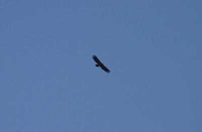 Lesser Spotted eagle Aquila pomarina younger bird Skanrs ljung Sweden 20110930.jpg