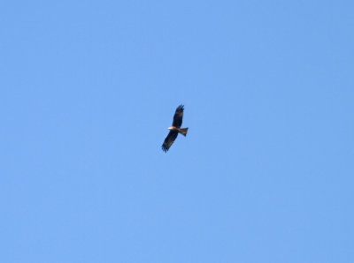 Black Kite Milvus migrans Skanrs Ljung Sweden 20110930.jpg