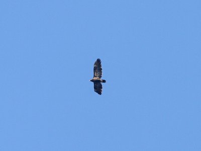 Greater Spotted Eagle Aqulia Clanga 2cy Skanrs Ljung Sweden 20111001a.jpg