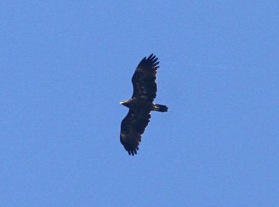 Greater Spotted Eagle Aqulia Clanga 2cy Skanrs Ljung Sweden 20111001b.jpg