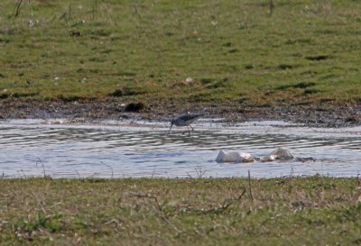 Marsh Sandpiper Tringa stagnatilis Alnarps Strandngar 20110422.jpg