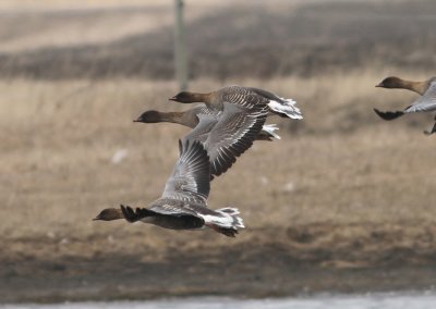 Pink-footed Goose Anser brachyrhynchus Lomma 20110330.jpg