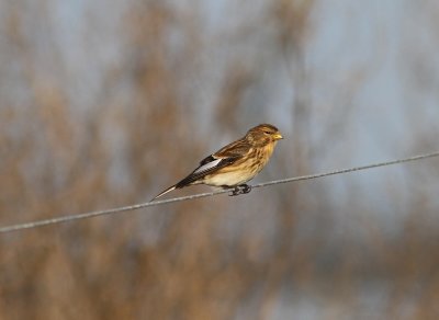 Twite Carduelis flavirostris Lomma 20111105.jpg