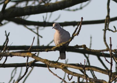 Eurasian Collared-Dove Streptopelia decaocto Lomma Kyrkdam 20120204.jpg