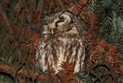 Boreal Owl Aegolius funereus Alnarpsparken Lomma 20120121.jpg