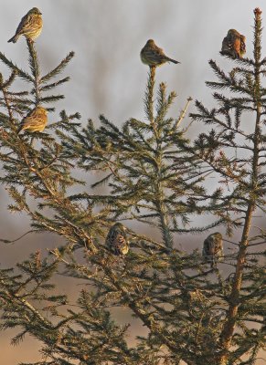 Yellowhammer Emberiza citrinella Lddesns 20120204a.jpg