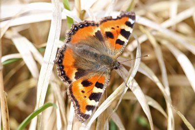 Nsselfjril Aglais urticae Borgeby Vtmark 20120408.jpg