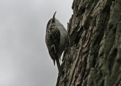 Eurasian Treecreeper Certhia familiaris Alnarpsparken Lomma 20120421.jpg