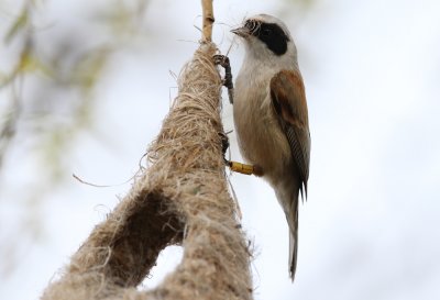 Eurasian Penduline-Tit Remiz pendulinus Lomma Kyrkdammar 20120421.jpg