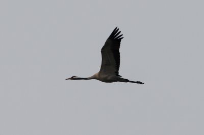 Common Crane Grus grus Habo Ljung Lomma 20120422 .jpg