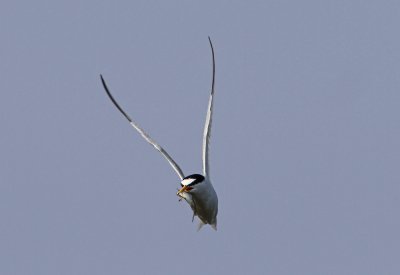 Little Tern Sterna albifrons Lddesns 20120523 1000.jpg