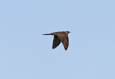 Common Cuckoo Cuculus canorus Lddesns 20120525.jpg