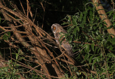 Northern Long-eared Owl Asio otus Lomma sdra 20120617a.jpg