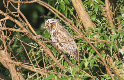 Northern Long-eared Owl Asio otus Lomma sdra 20120617b.jpg