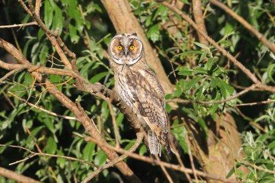 Northern Long-eared Owl Asio otus 1 cy Lomma sdra 20120617c.jpg