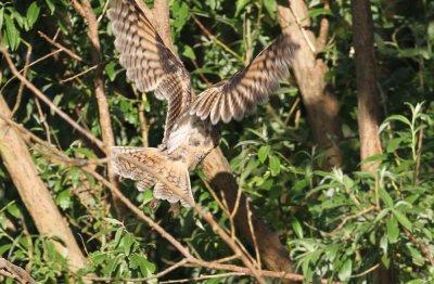 Northern Long-eared Owl Asio otus 1 cy Lomma sdra 20120617d.jpg