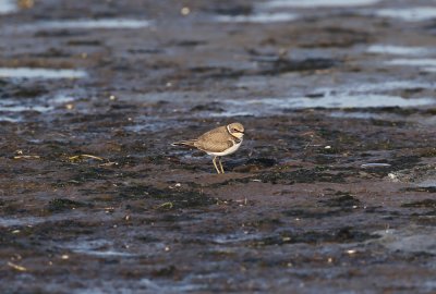 Little Ringed Plover Charadrius d. curonicus 1cy Hagbyhamn Kalmar 20120801.jpg