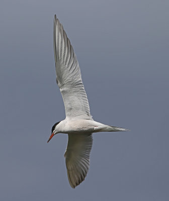 Common Tern Sterna hirundo ad Habogrdsdammen 20120824b.jpg