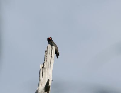 g4/83/664783/3/59938328.060325cDollarbirdKhlongDauBeach060325copy.jpg