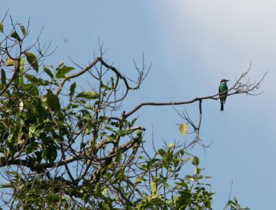 060329i Blue-throated Bee-eater Sabai Resort.jpg