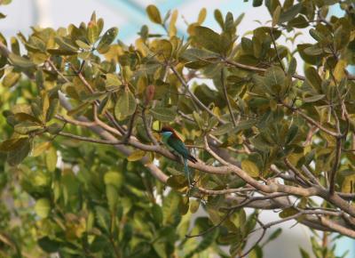 060329l Blue-throated Bee-eater near Sabai Resort.jpg