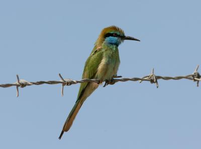 Little Green Bee-eater 060103 Whimpey Pits.jpg