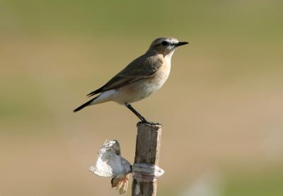 Isabelline Wheatear 060103 Dubai Pivot Fields.jpg