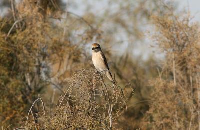 Isabelline Shrike phoenicuroides 060104 Al Wathba Lake.jpg