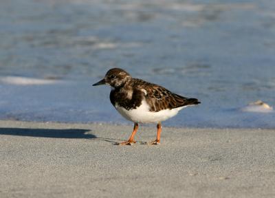 Ruddy Turnstone 060105 Khalidiyah Spit.jpg