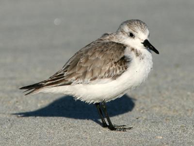 Sanderling 060105 Khalidiyah Spit.jpg